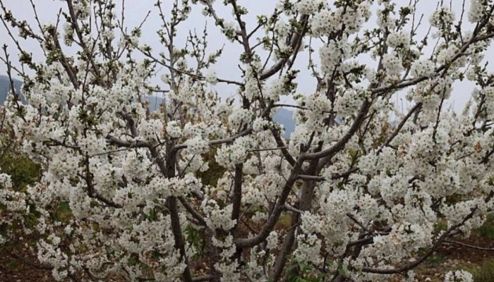 Kiraz hasreti bu sene bitiyor